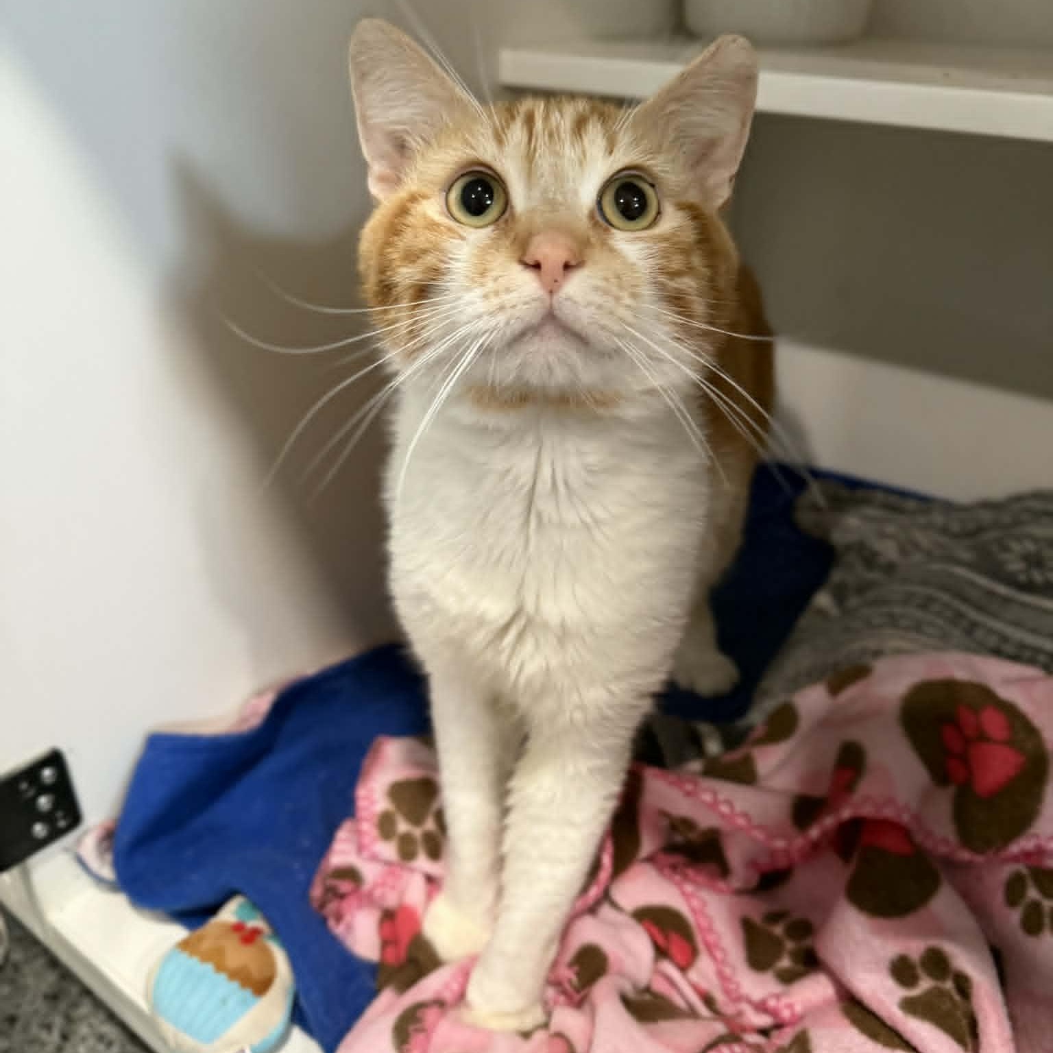 Symba, ADOPTABLE, Adult Male Domestic Short Hair.