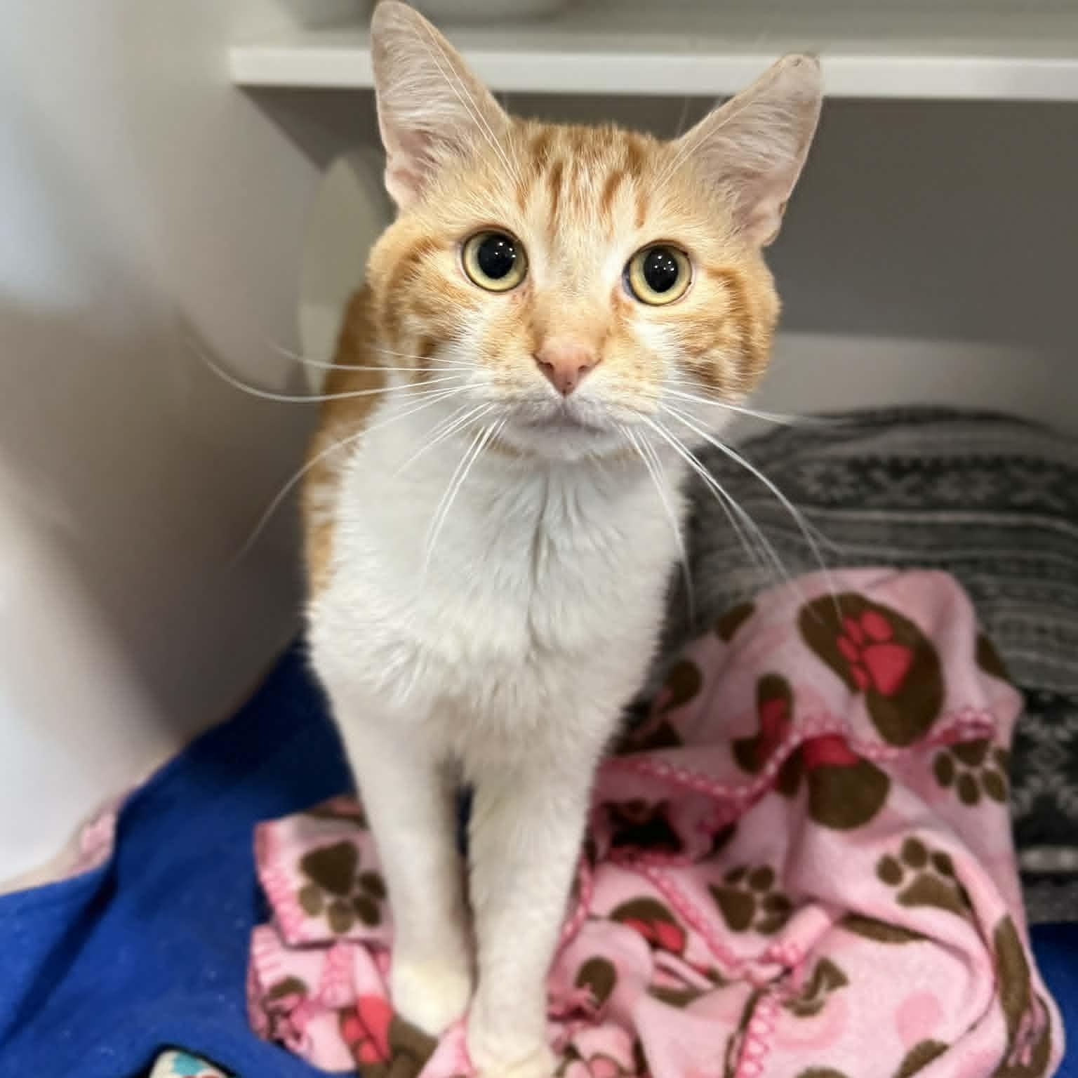 Enlarge Symba, a ADOPTABLE mixed breed in Penn Yan, NY image 2/6