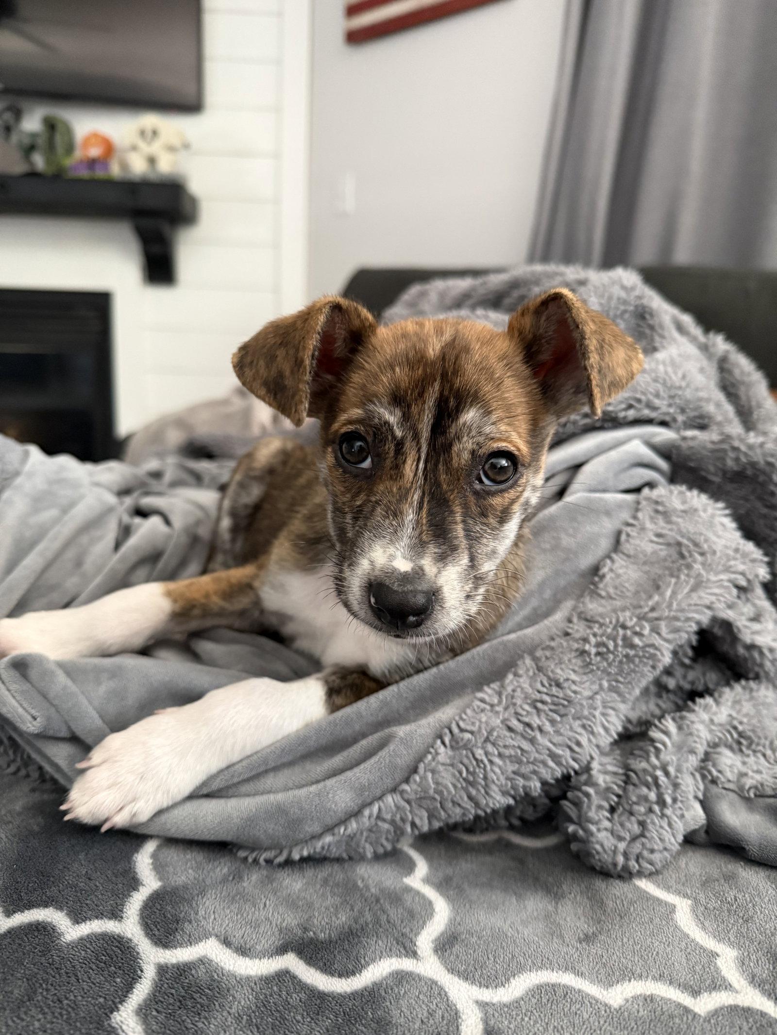 Zaya, Adoptable, Puppy Female Terrier.
