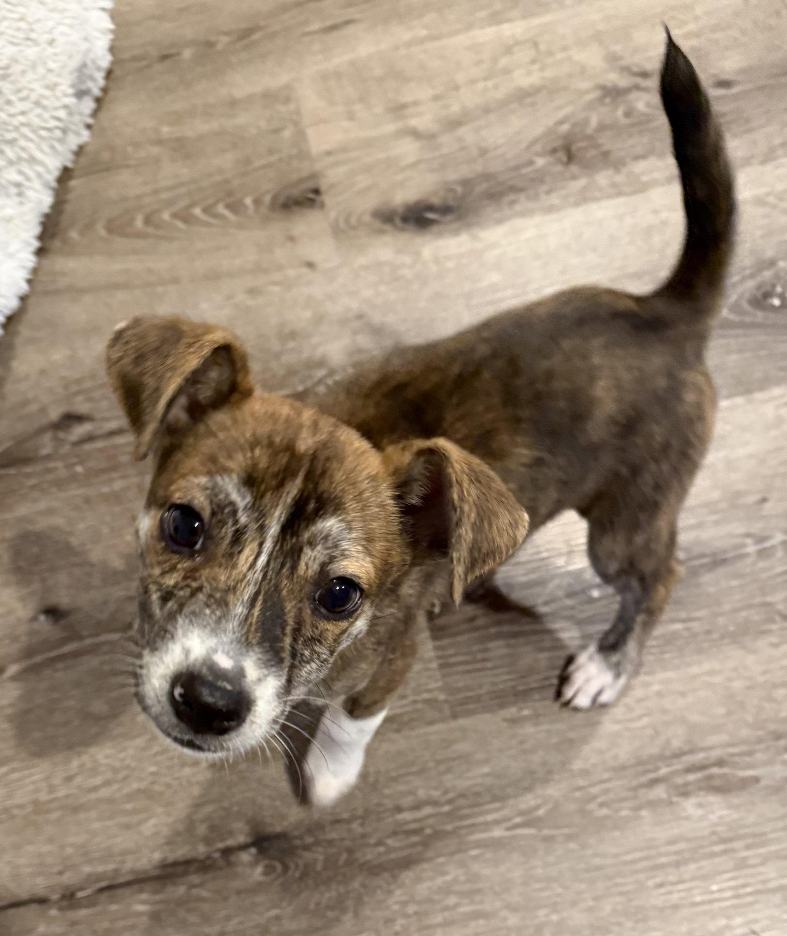 Enlarge Zaya, a Adoptable Terrier in Salt Lake City, UT image 2/3