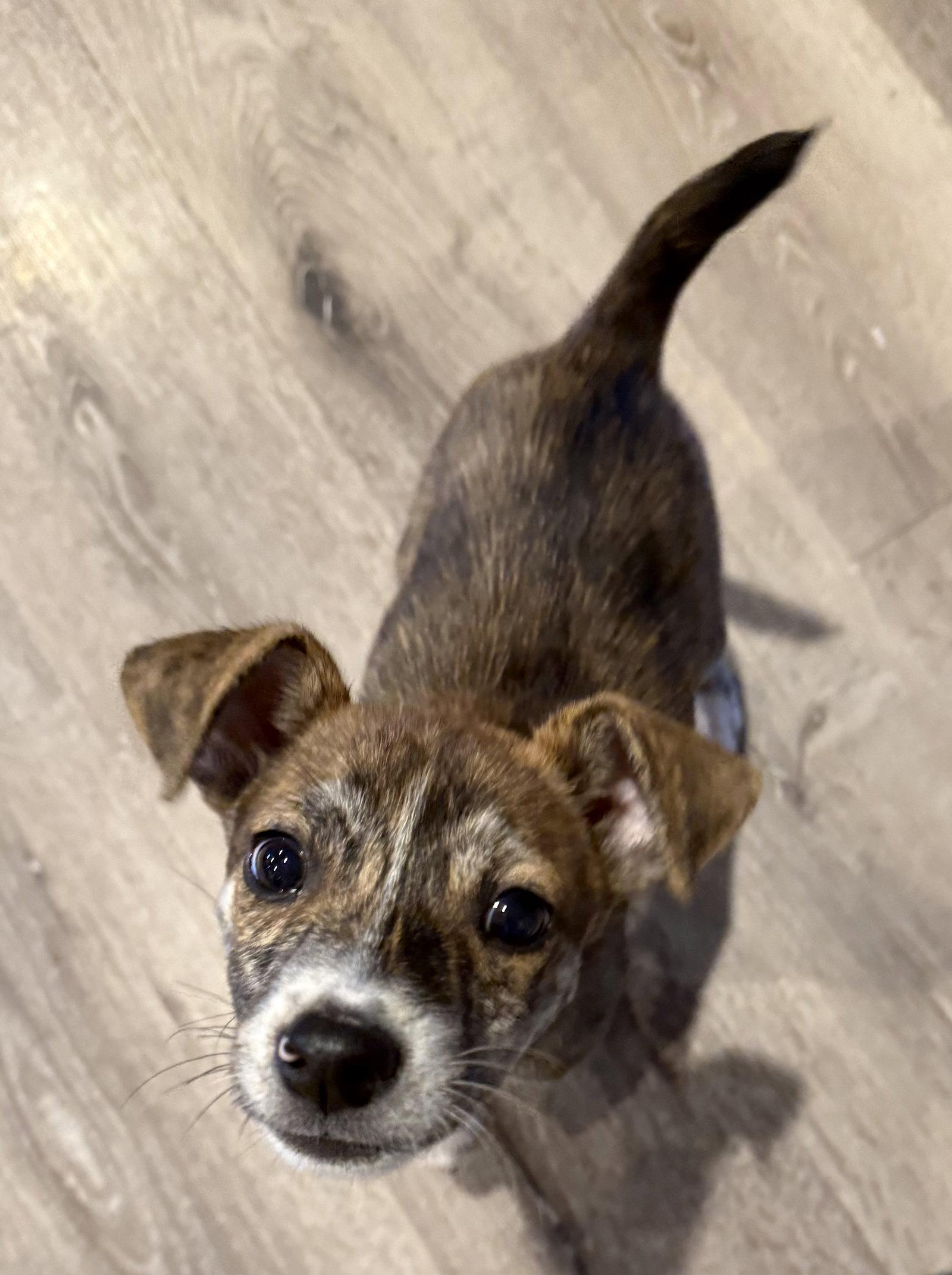 Enlarge Zaya, a Adoptable Terrier in Salt Lake City, UT image 3/3