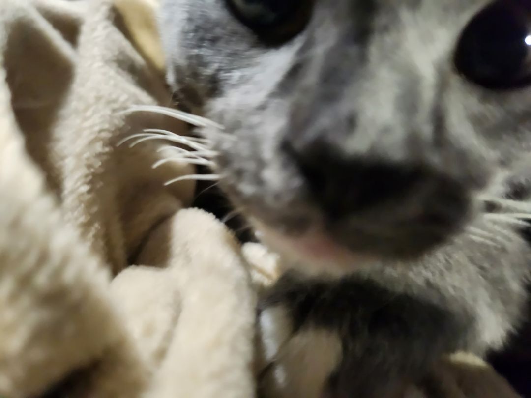 Valentino, Adoptable, Kitten Male American Shorthair.