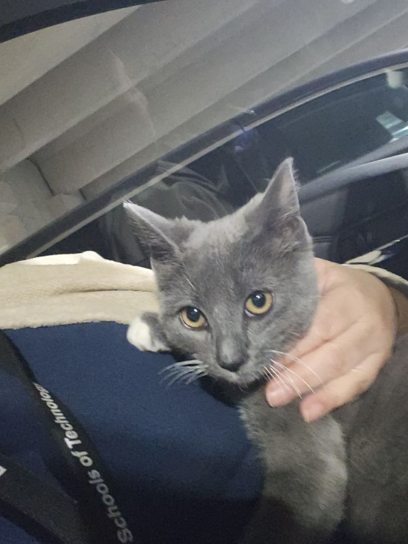 Valentino, a Adoptable American Shorthair in Nutley, NJ image 2/4