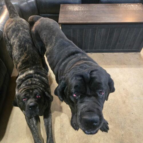 Dunn, Adoptable, Adult Male Mastiff.