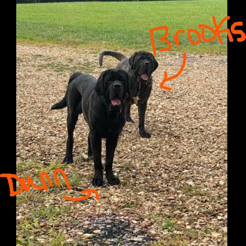 Enlarge Dunn, a Adoptable Mastiff in Edmond, OK image 2/4
