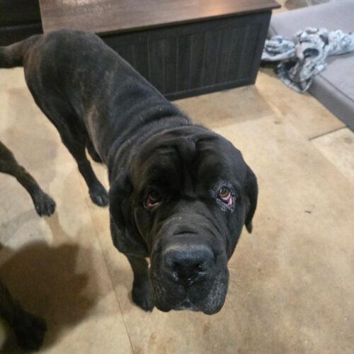 Enlarge Dunn, a Adoptable Mastiff in Edmond, OK image 3/4