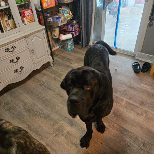 Enlarge Dunn, a Adoptable Mastiff in Edmond, OK image 4/4