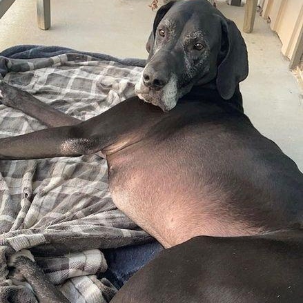 Stella, a Adoptable Great Dane in Larkspur, CO image 1/4