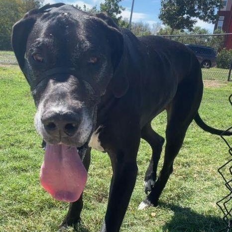 Stella, Senior Female Great Dane