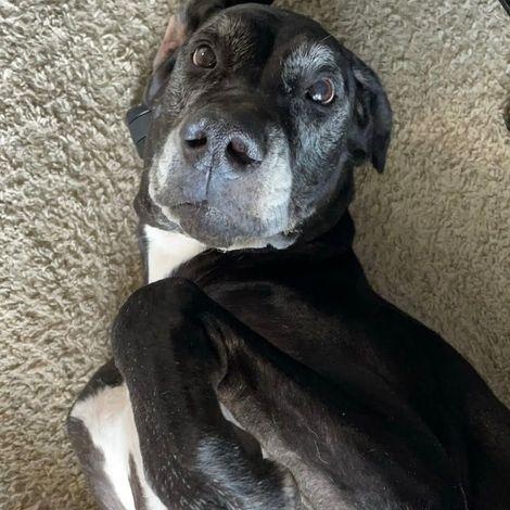 Stella, a Adoptable Great Dane in Larkspur, CO image 3/4