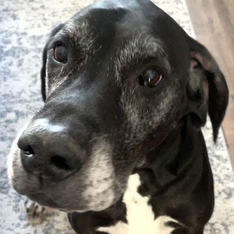 Stella, a Adoptable Great Dane in Larkspur, CO image 4/4