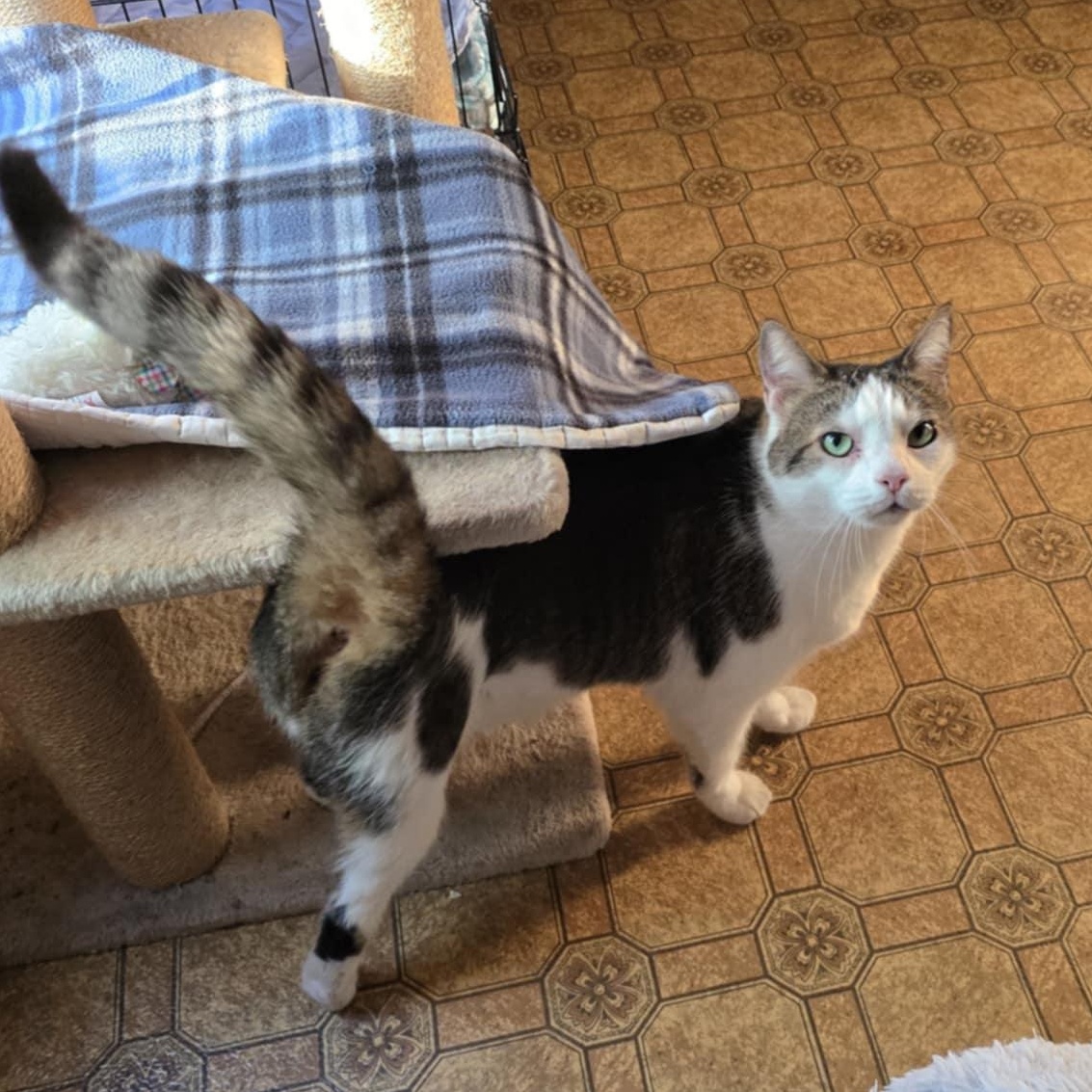 Enlarge Emerald, a Adopted Domestic Short Hair in Conway, SC image 3/6