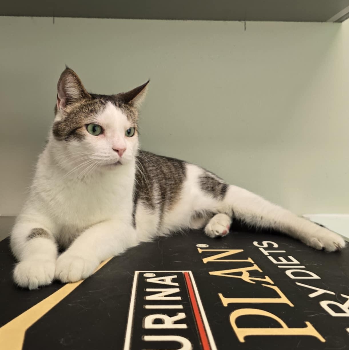 Enlarge Emerald, a Adopted Domestic Short Hair in Conway, SC image 4/6