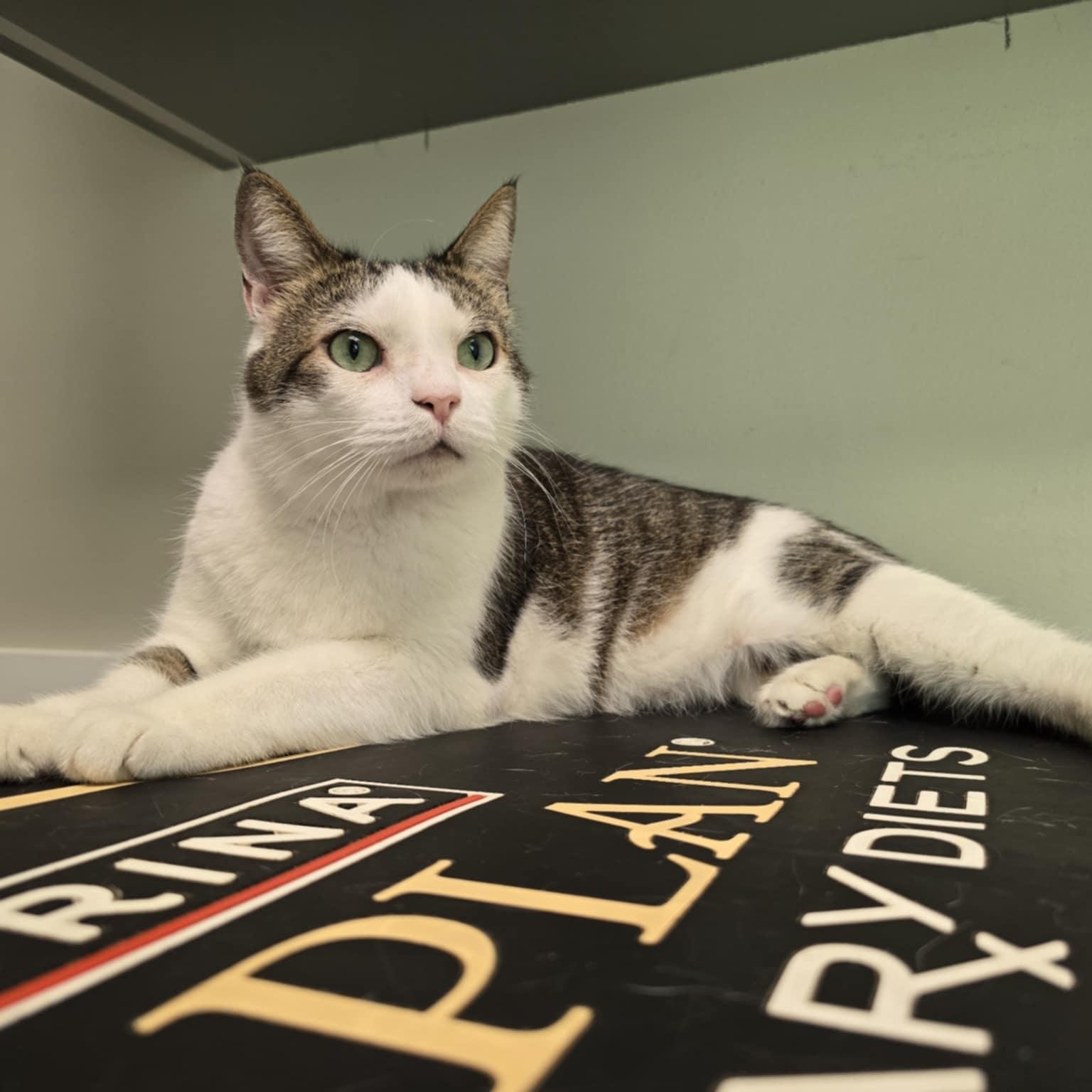 Enlarge Emerald, a Adopted Domestic Short Hair in Conway, SC image 2/6