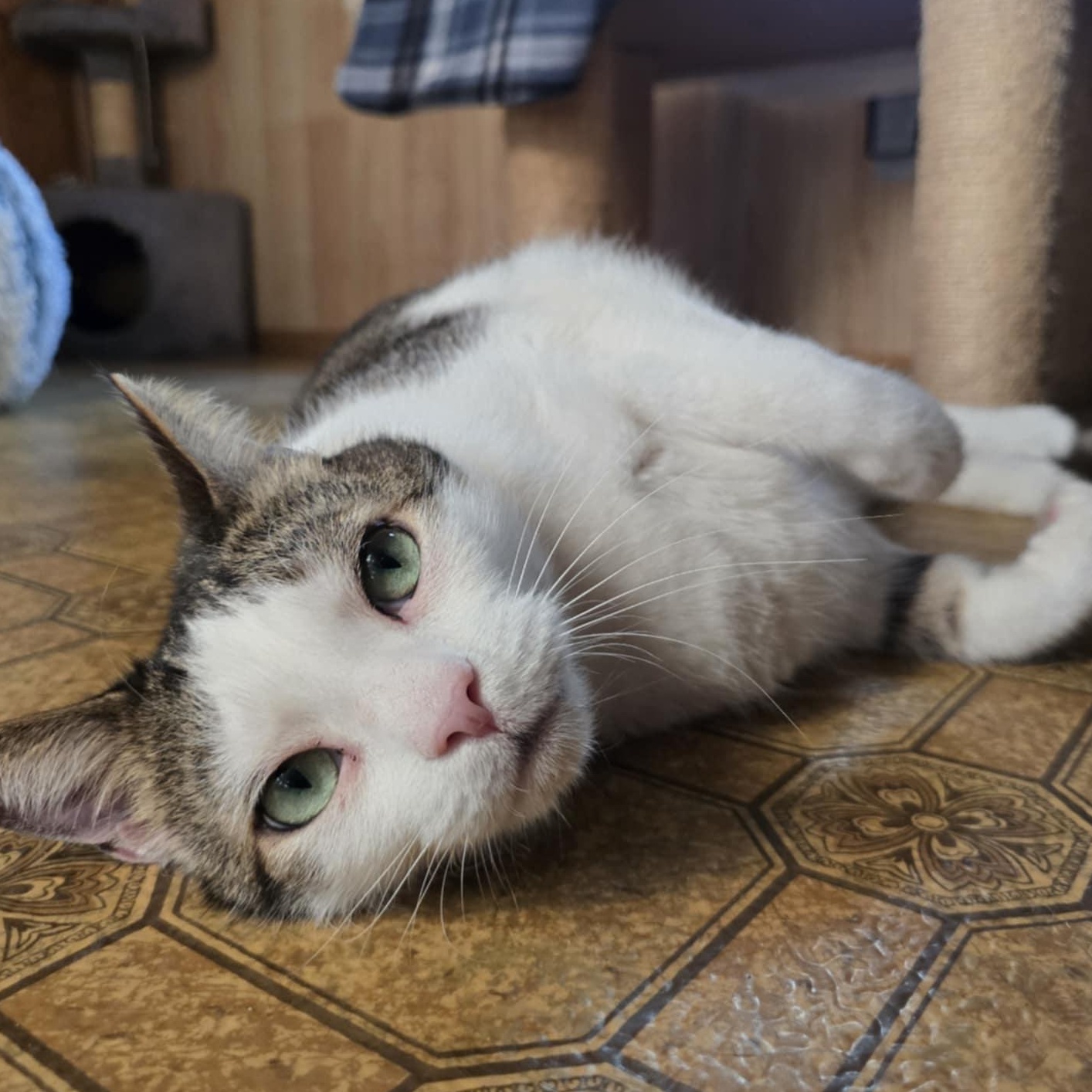 Emerald, Adopted, Senior Male Domestic Short Hair.