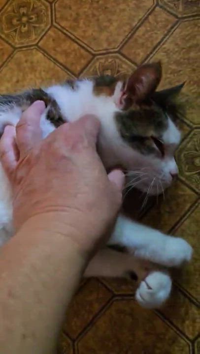 Enlarge Emerald, a Adopted Domestic Short Hair in Conway, SC video 5/6