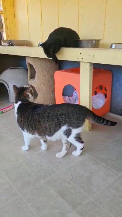 Enlarge Emerald, a Adopted Domestic Short Hair in Conway, SC video 6/6