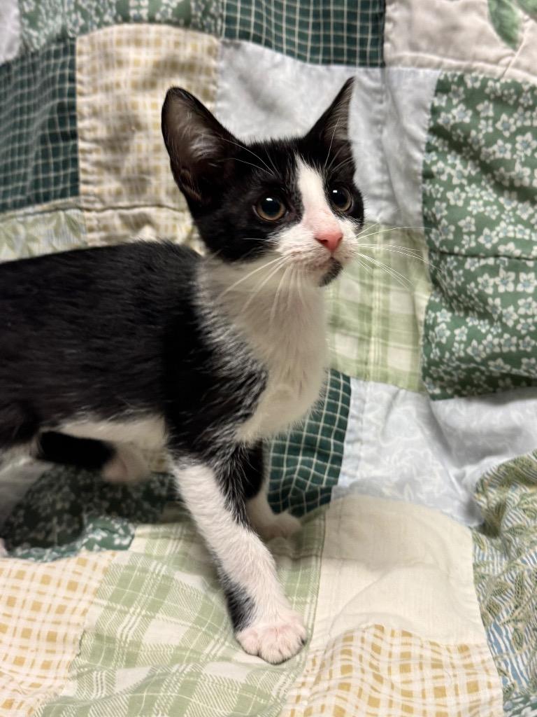 Enlarge Nori, a Adoptable mixed breed in Newberg, OR image 1/1