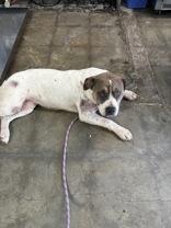 Janelle, ADOPTABLE, Young Female Mixed Breed.