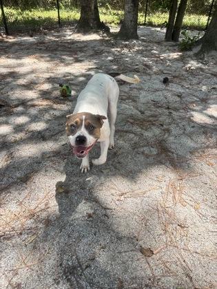 Janelle, ADOPTABLE, Young Female Mixed Breed.