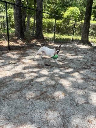 Enlarge Janelle, a Adoptable Mixed Breed in Georgetown, SC image 3/3