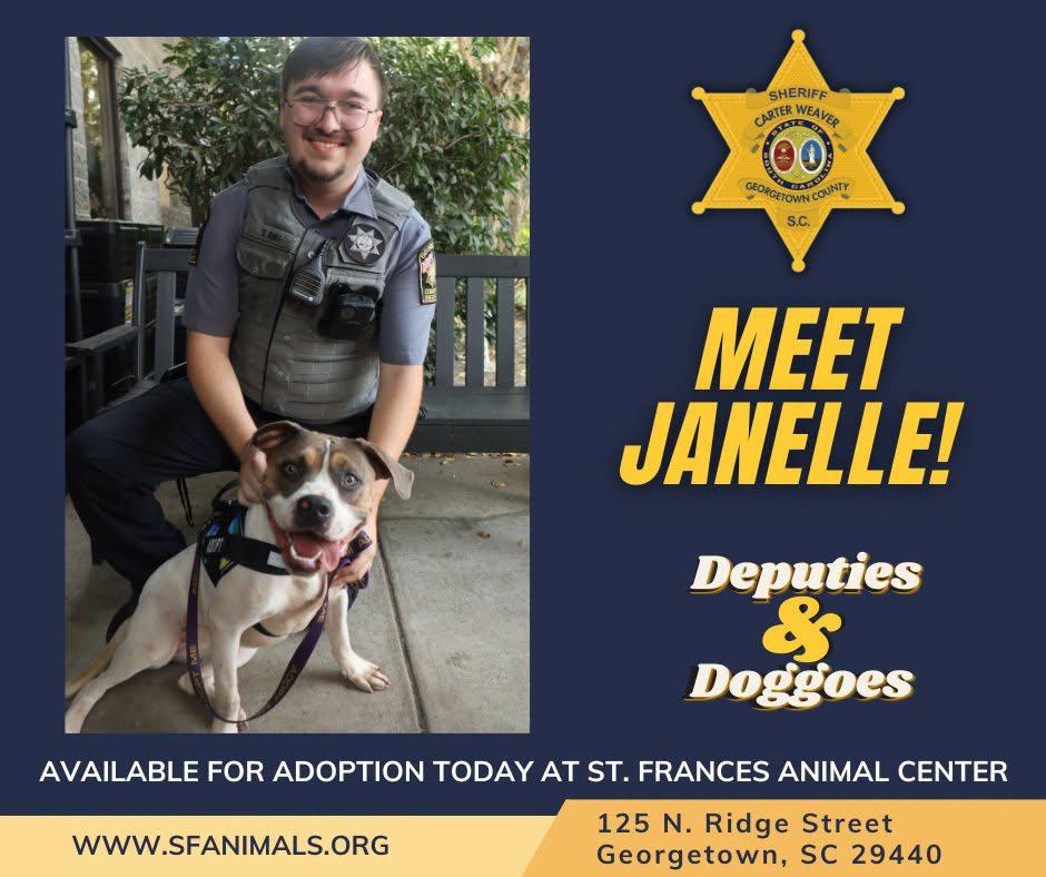Janelle, Adoptable, Young Female Mixed Breed.