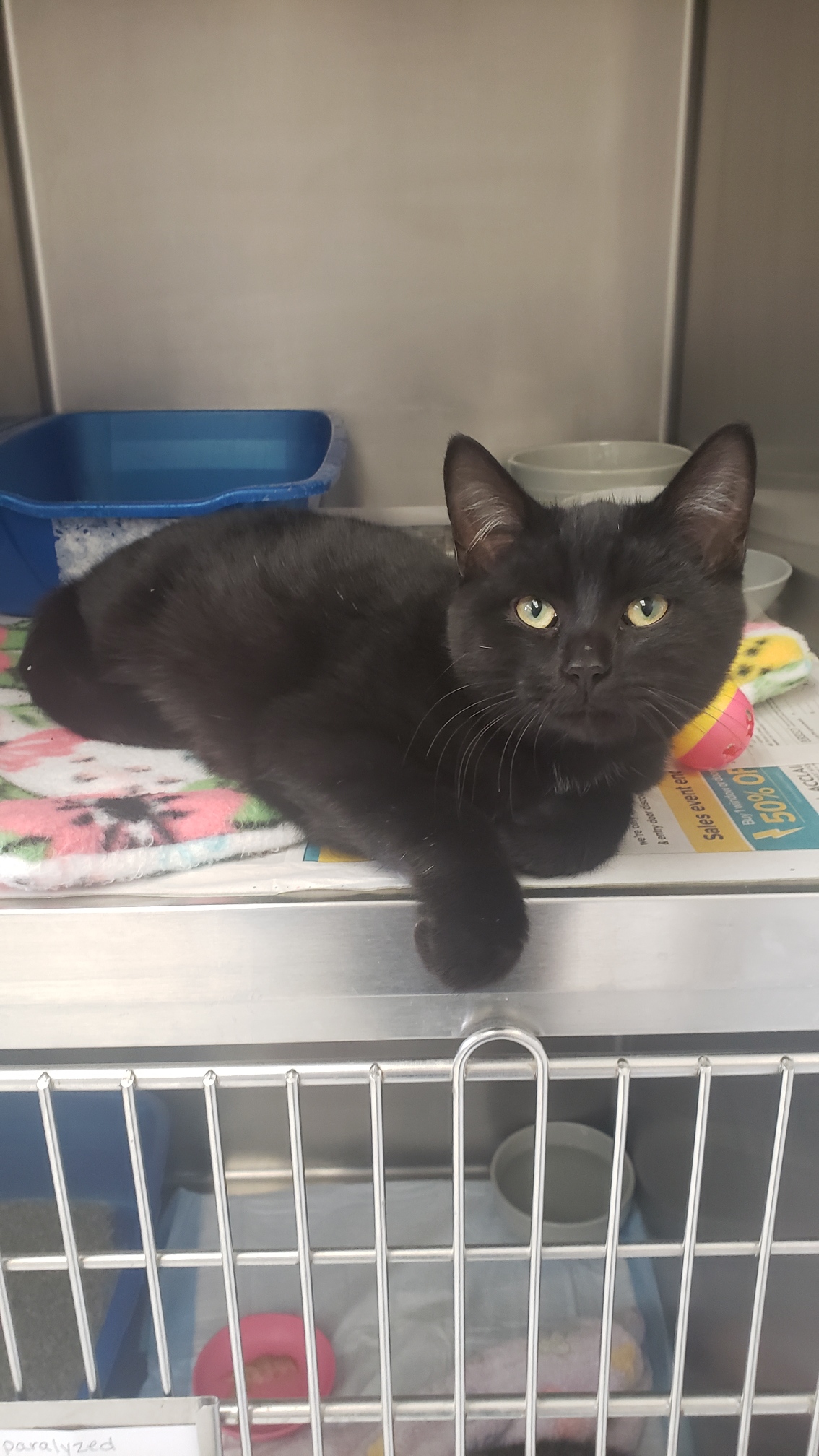 Cat for adoption Squid, a Domestic Short Hair in Mansfield, OH