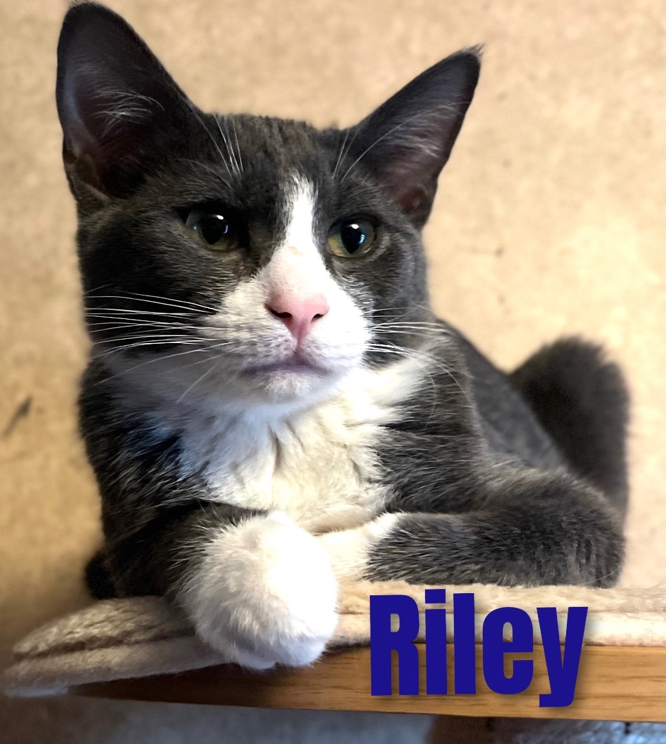 Enlarge RILEY, a Adoptable American Shorthair in Apache, OK image 1/1