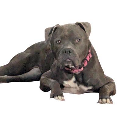 Enlarge Roxie, a Adoptable Mastiff in Indianapolis, IN image 1/2