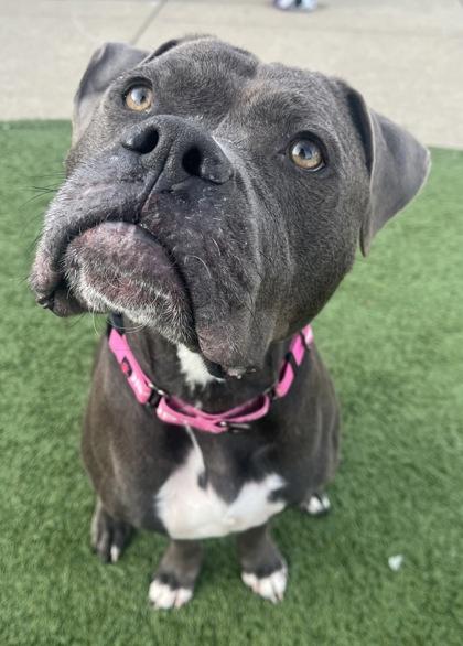 Enlarge Roxie, a Adoptable Mastiff in Indianapolis, IN image 2/2