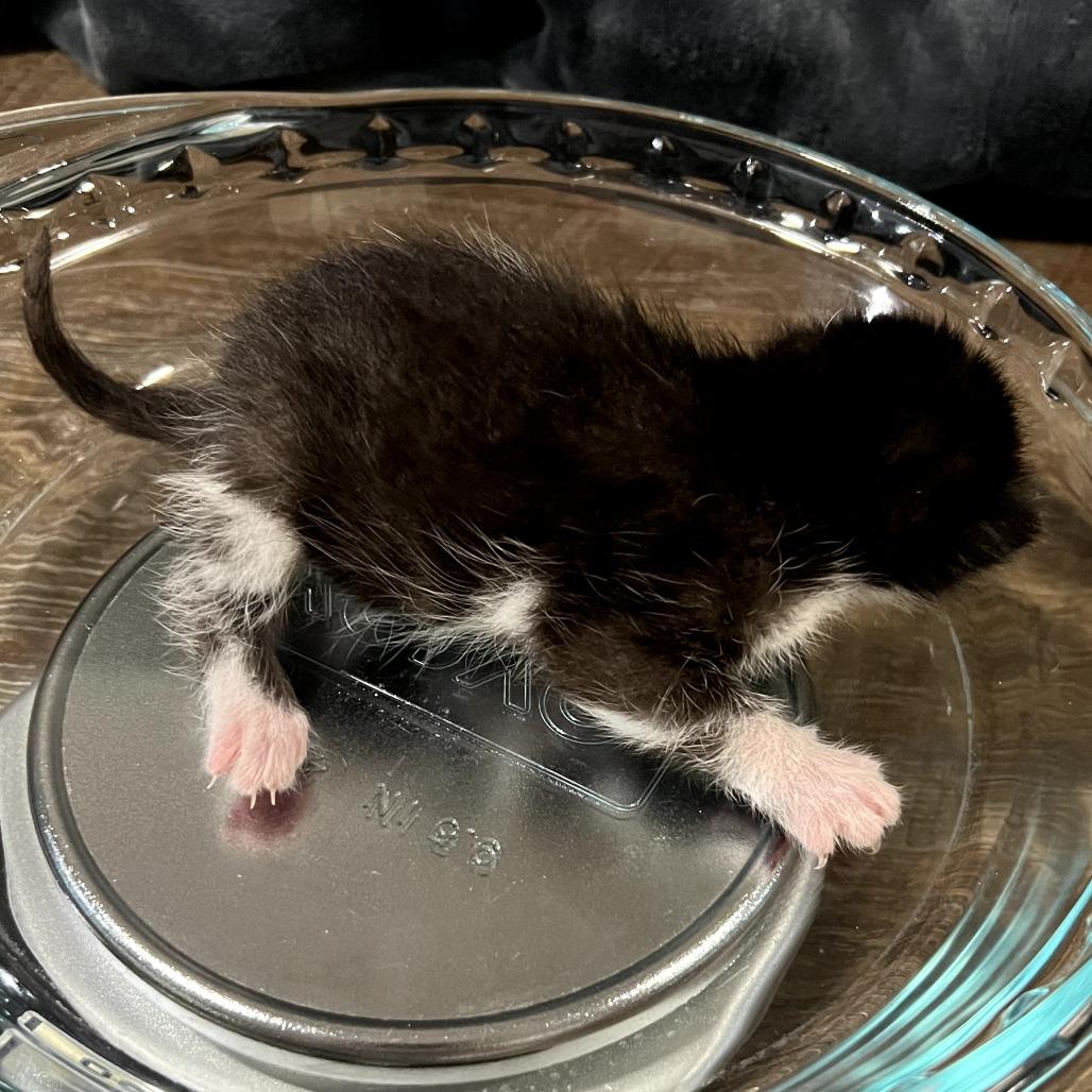 Ravenpaw — thumbnail 3