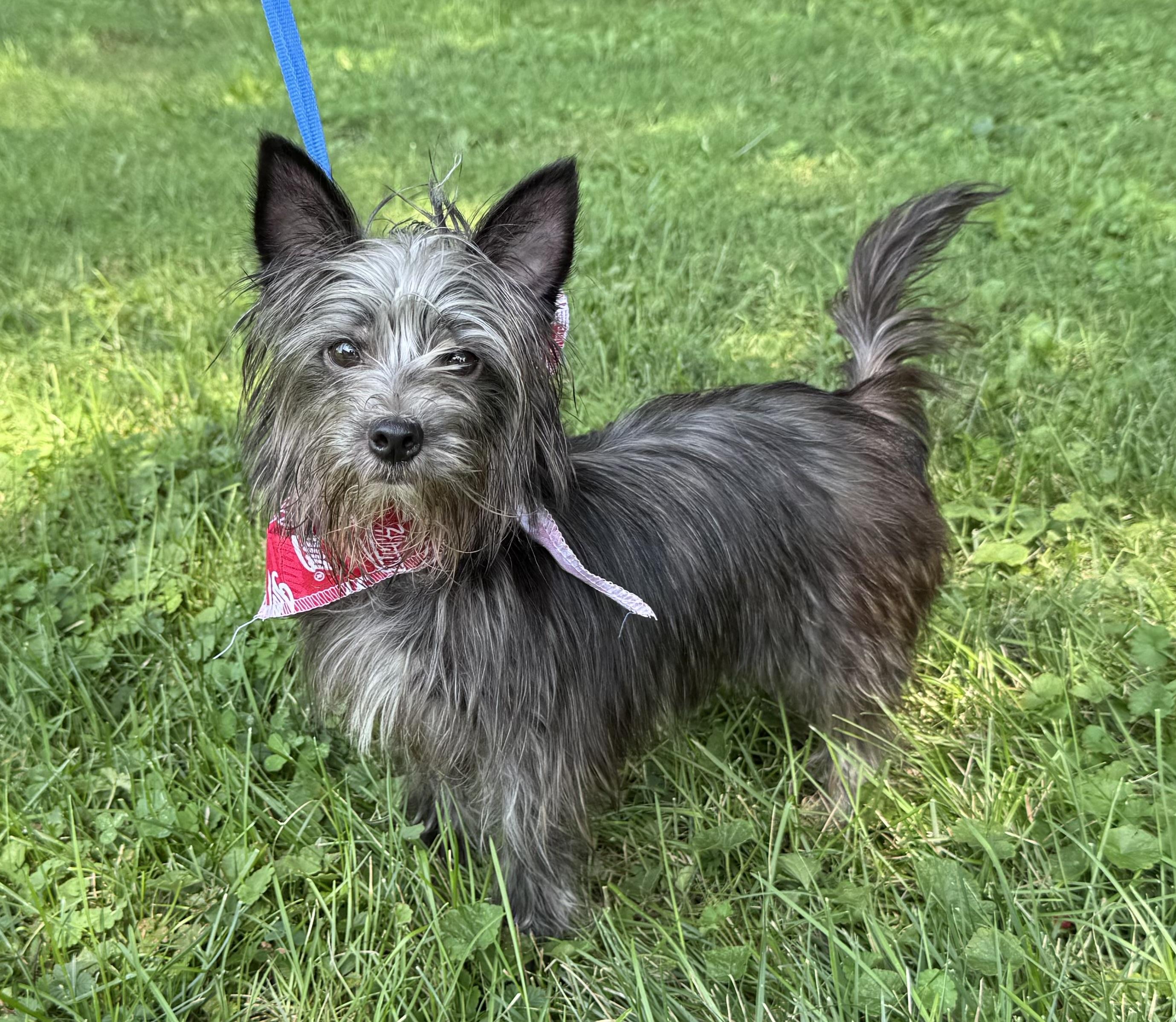 Baxter, ADOPTABLE, Young Male Yorkshire Terrier.