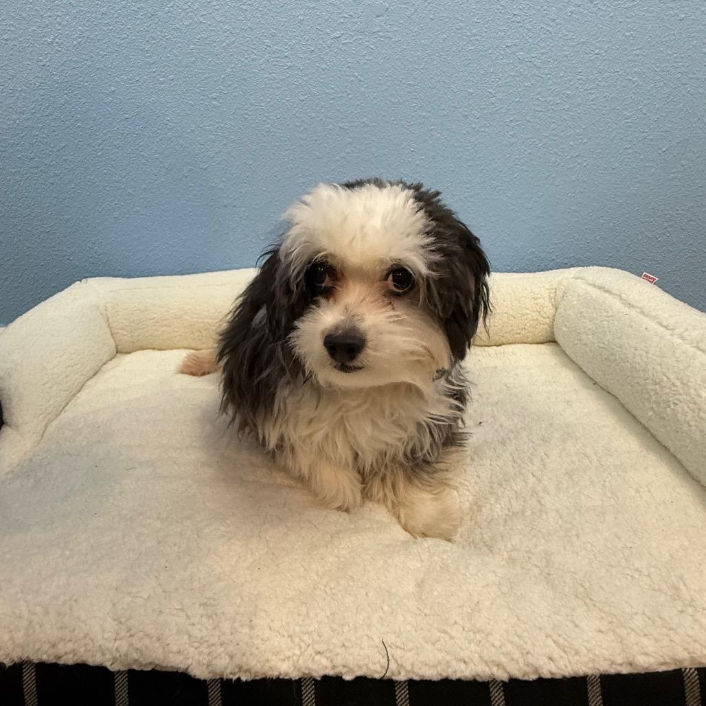 Kayda, Adoptable, Adult Female Terrier.