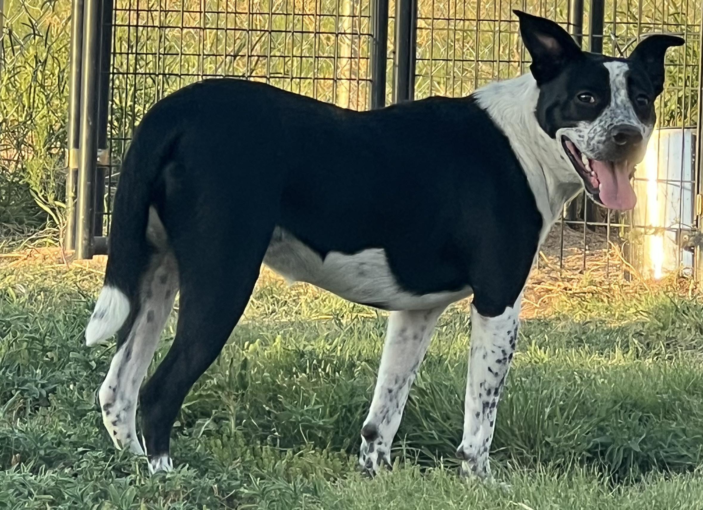 Alaura, Adult Female Mixed Breed