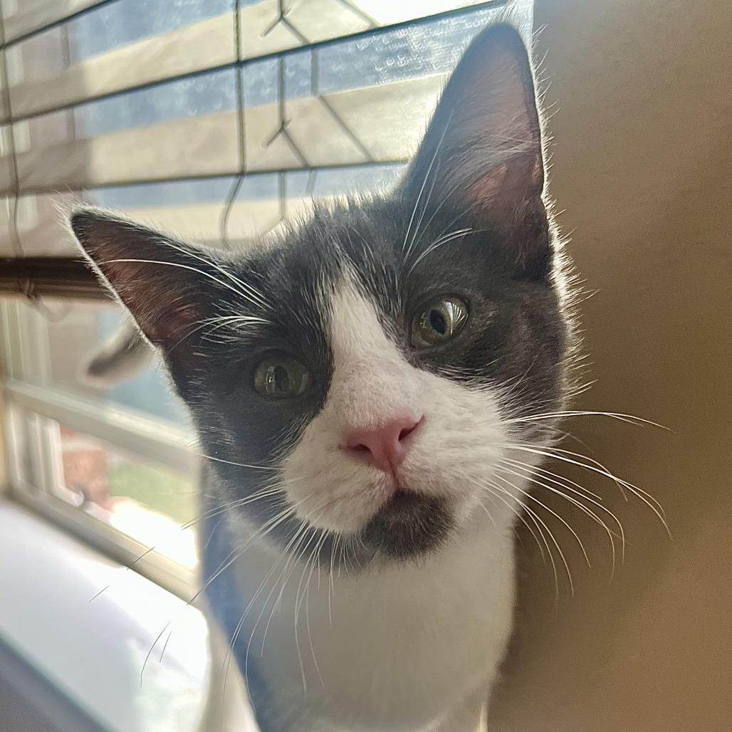 Apollo, Adoptable, Kitten Male Domestic Short Hair.