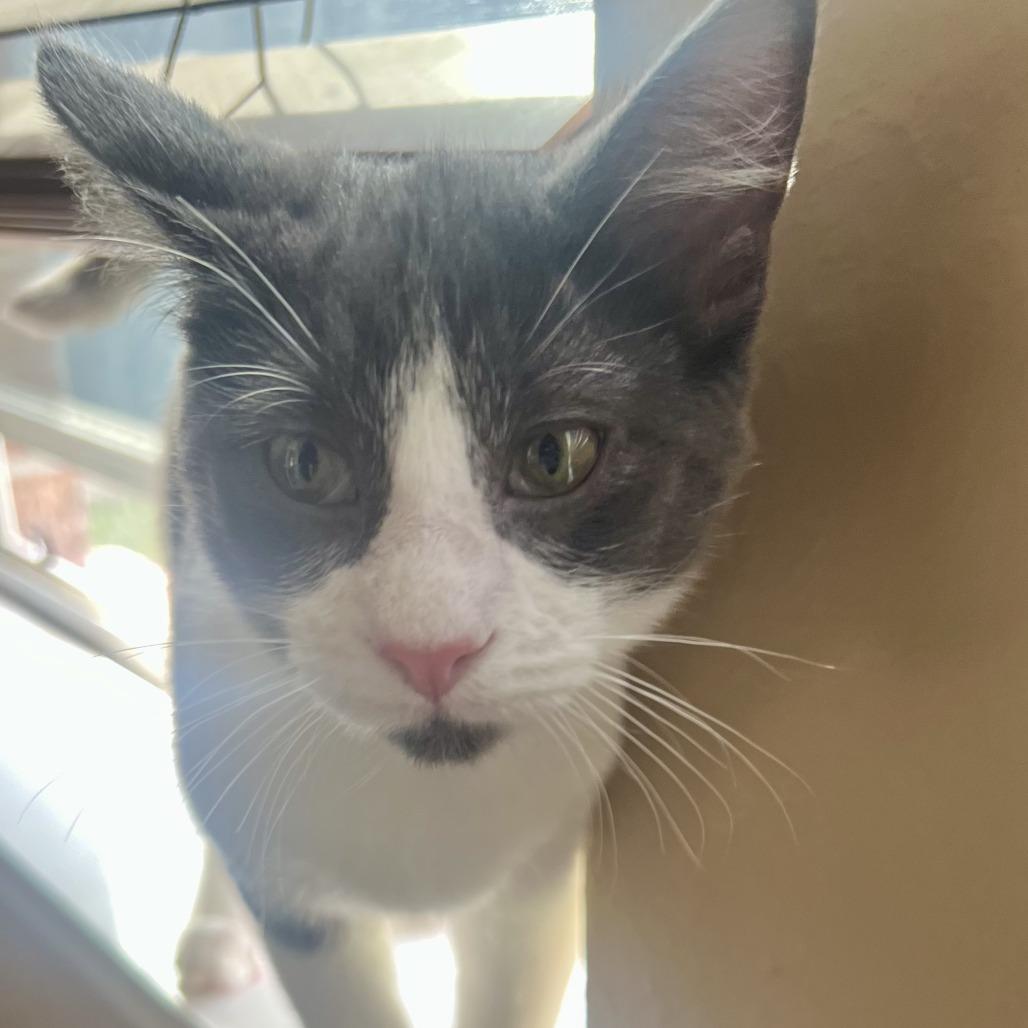 Enlarge Apollo, a Adoptable Domestic Short Hair in Houston, TX image 2/5