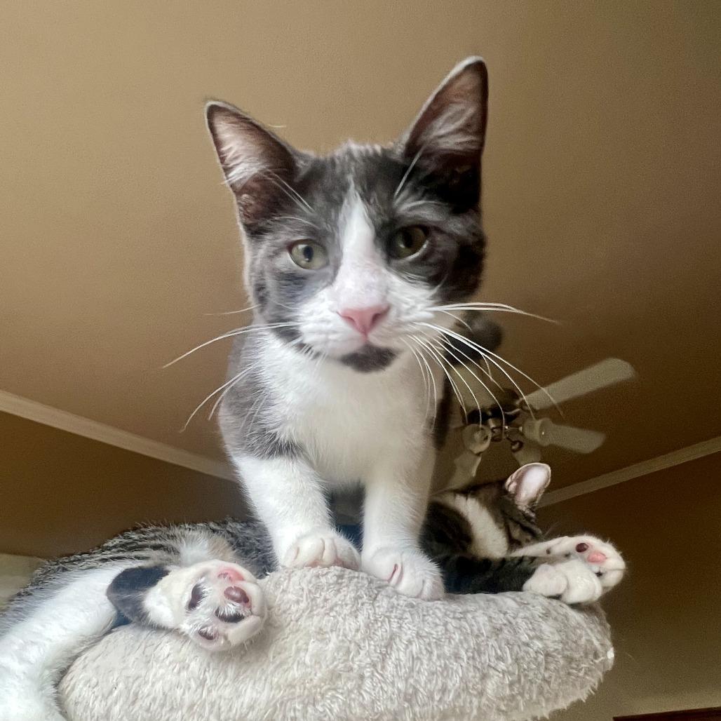 Enlarge Apollo, a Adoptable Domestic Short Hair in Houston, TX image 3/5