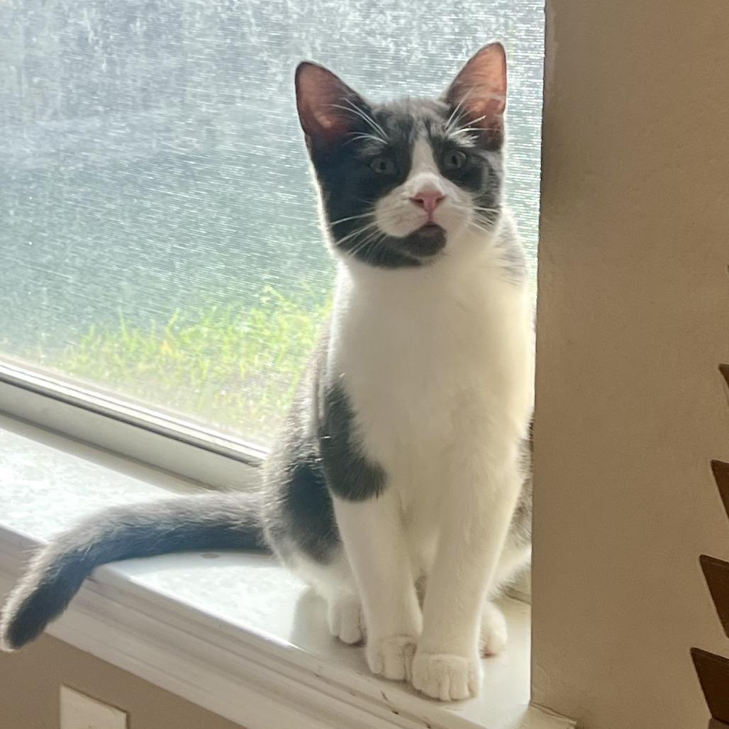 Enlarge Apollo, a Adoptable Domestic Short Hair in Houston, TX image 4/5