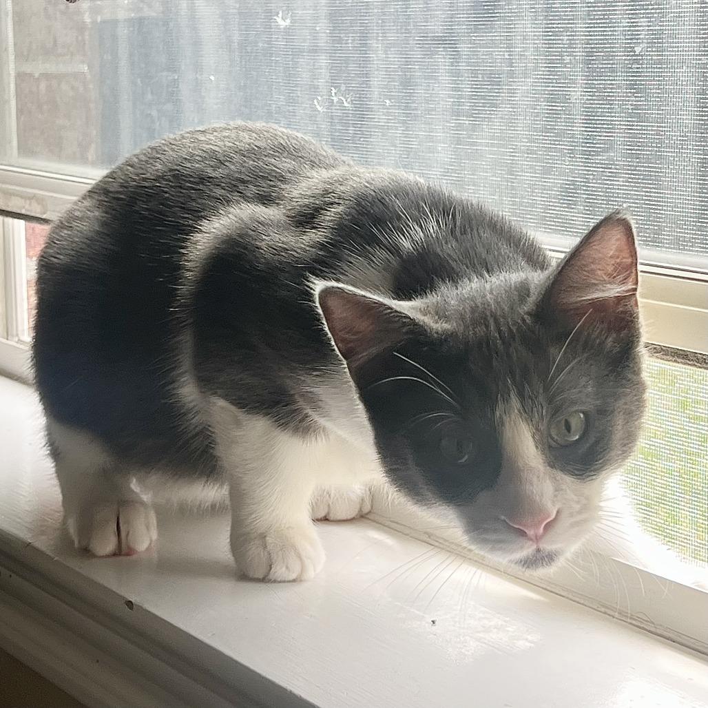 Enlarge Apollo, a Adoptable Domestic Short Hair in Houston, TX image 5/5