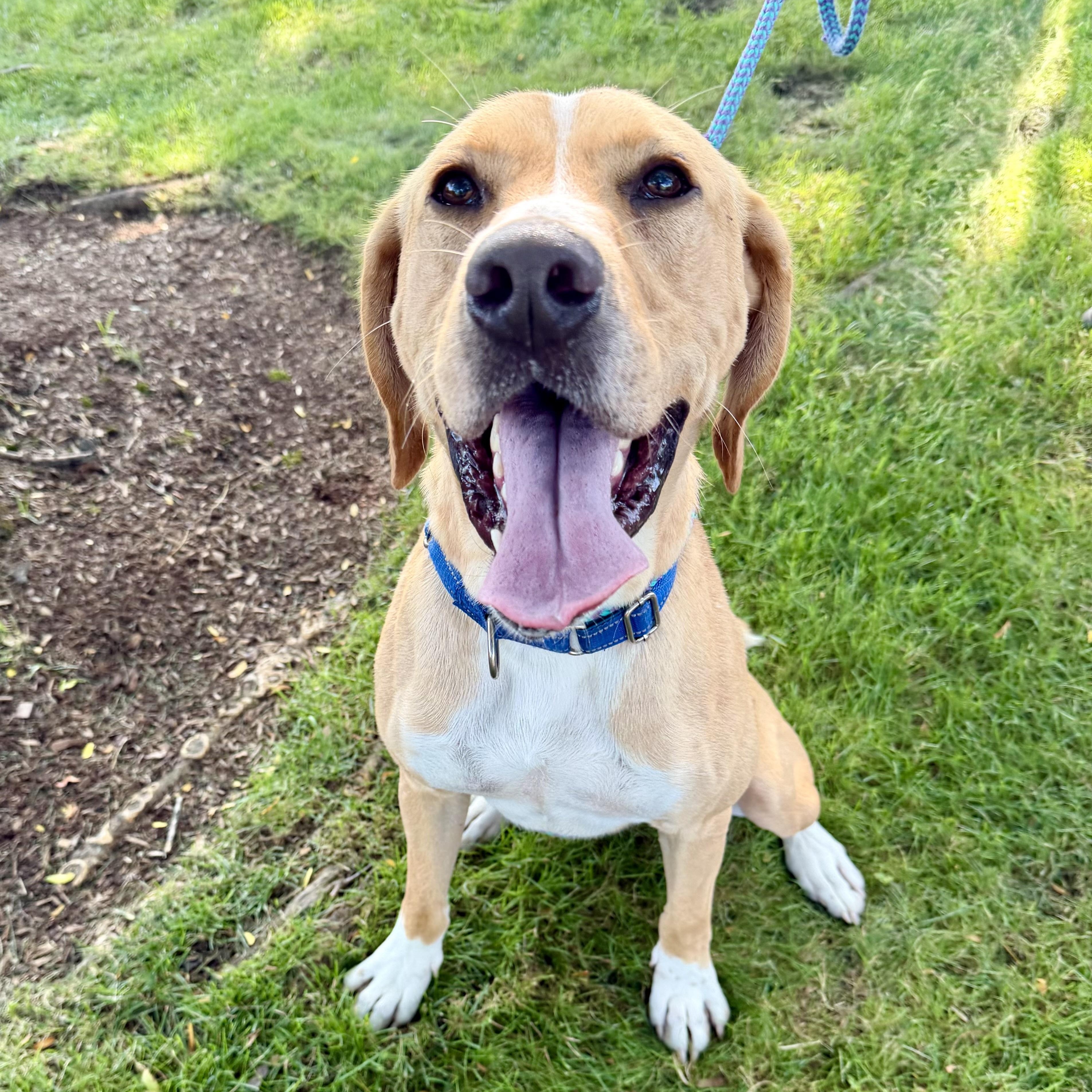 OGGIE, Adoptable, Young Male Mixed Breed.