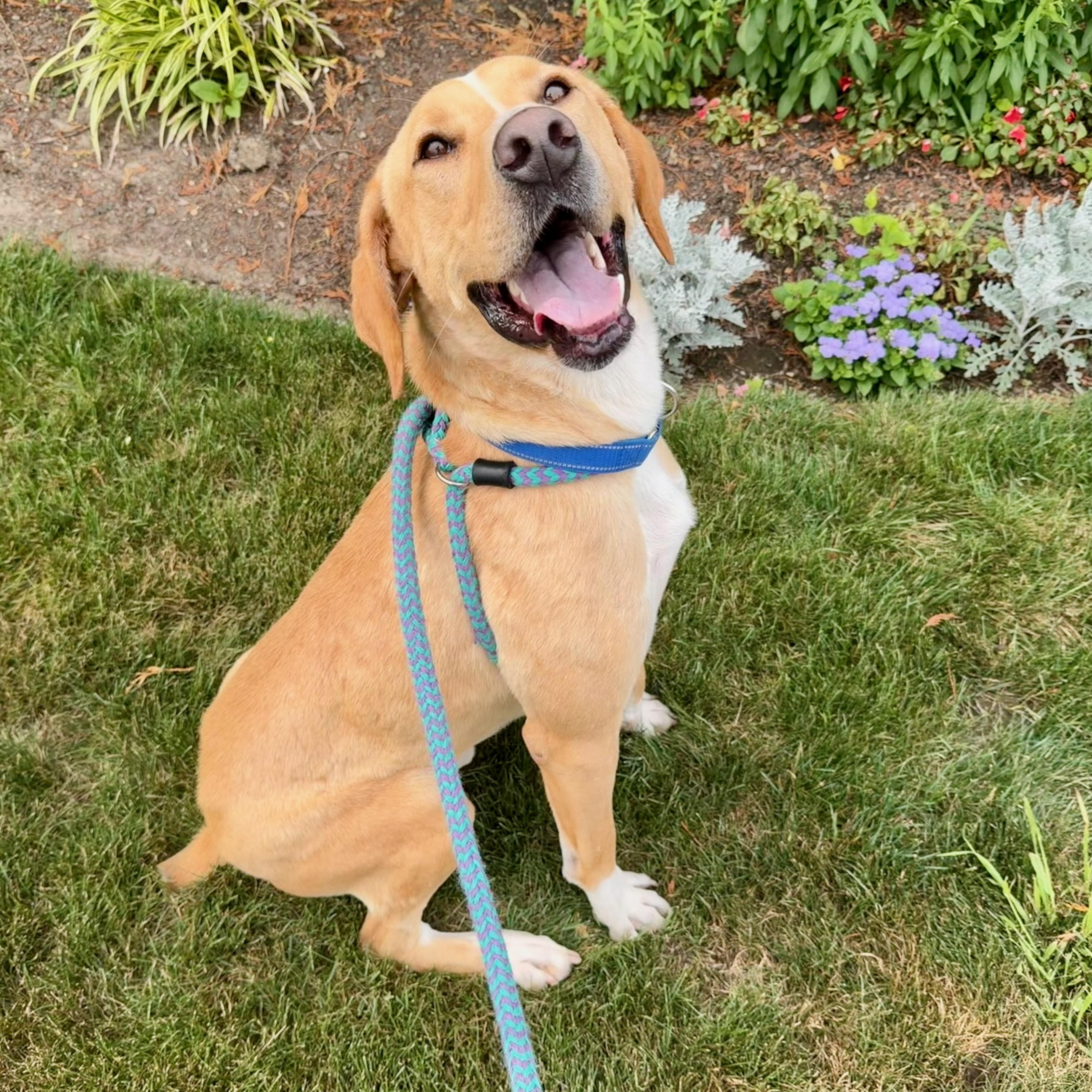 OGGIE, a Adoptable mixed breed in Cranston, RI image 2/4