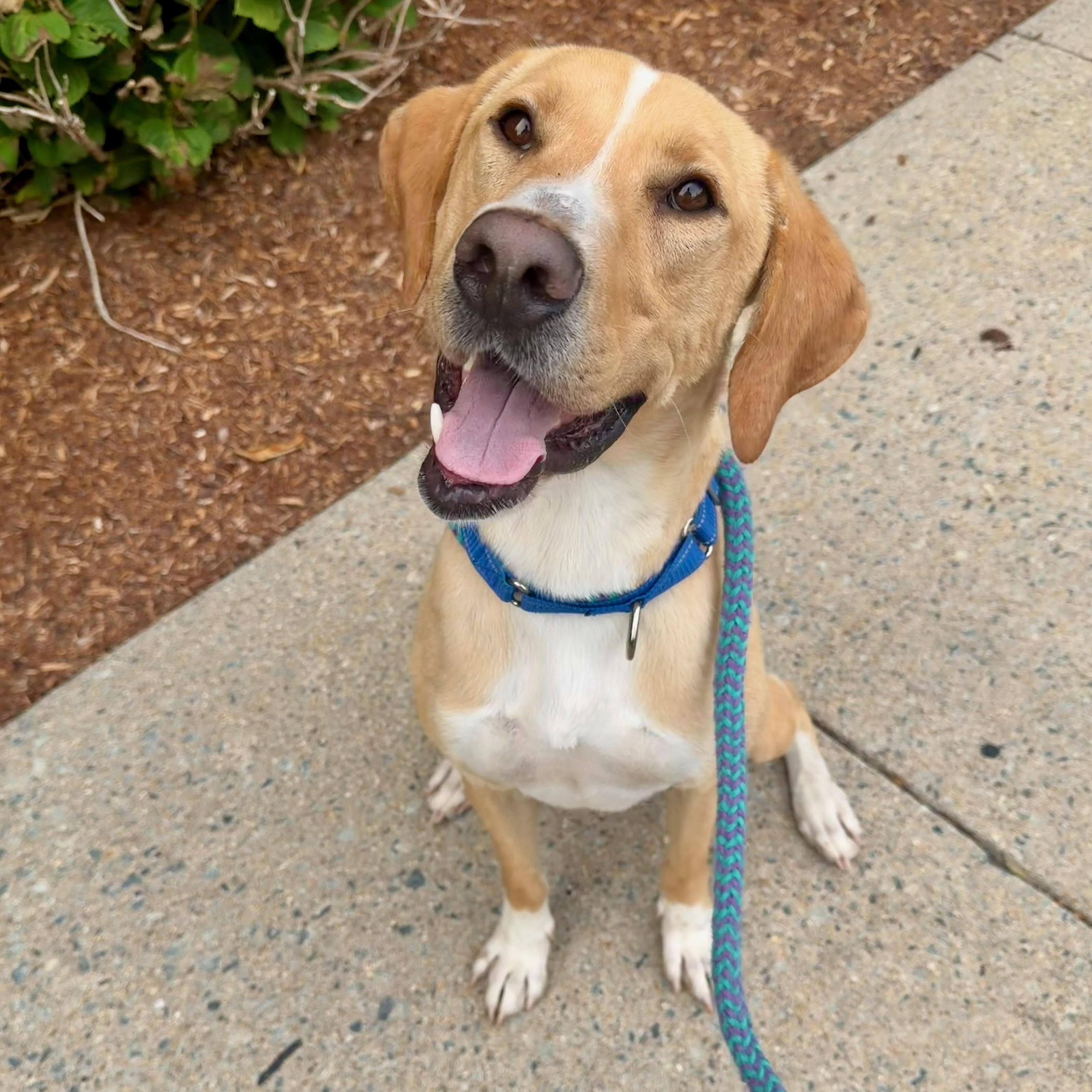 OGGIE, a Adoptable mixed breed in Cranston, RI image 3/4