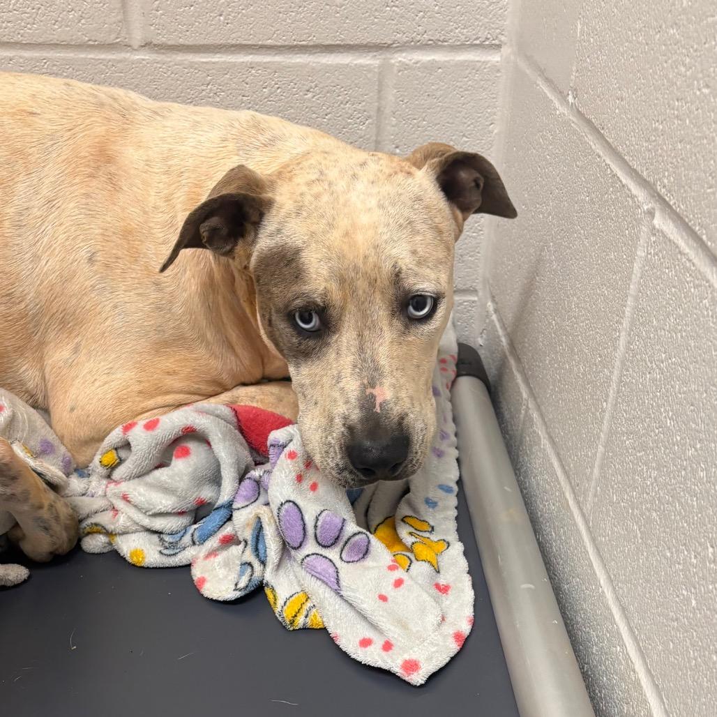 Beef Stroganoff, Adoptable, Young Male Pit Bull Terrier.