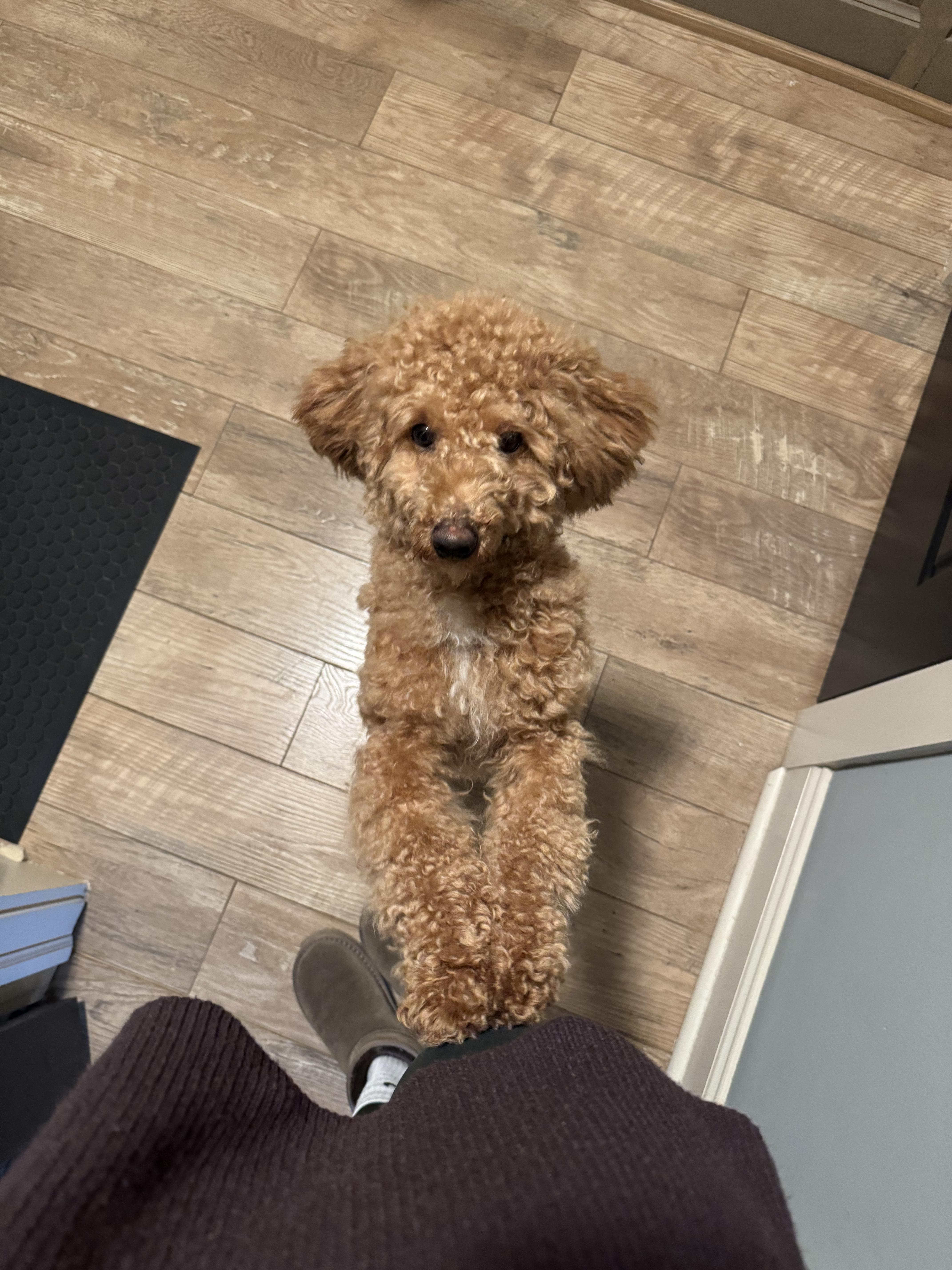 Enlarge Henry, a ADOPTABLE Goldendoodle in Lexington, KY image 1/5
