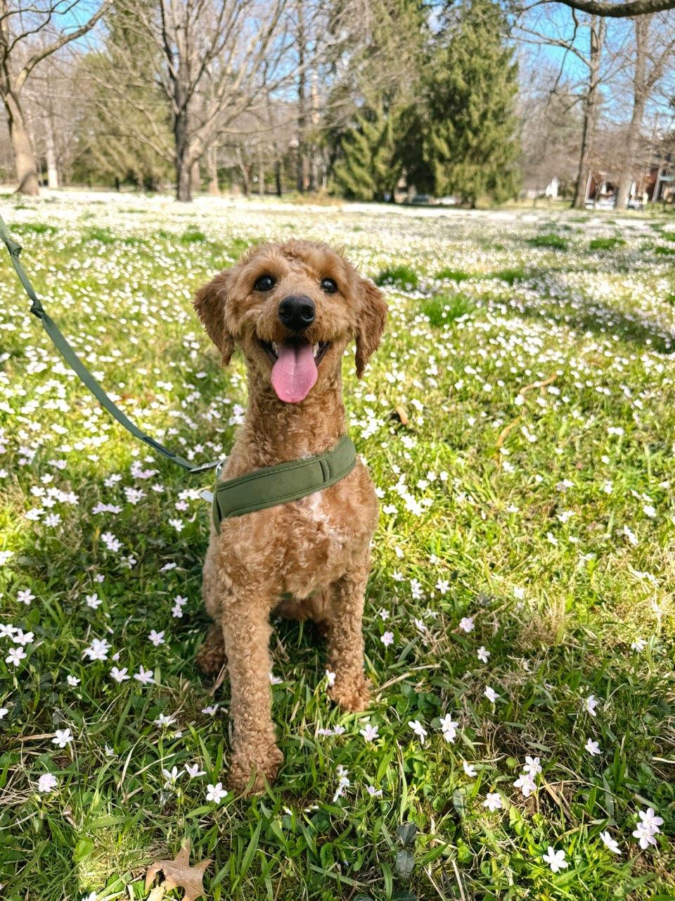 Enlarge Henry, a ADOPTABLE Goldendoodle in Lexington, KY image 3/5
