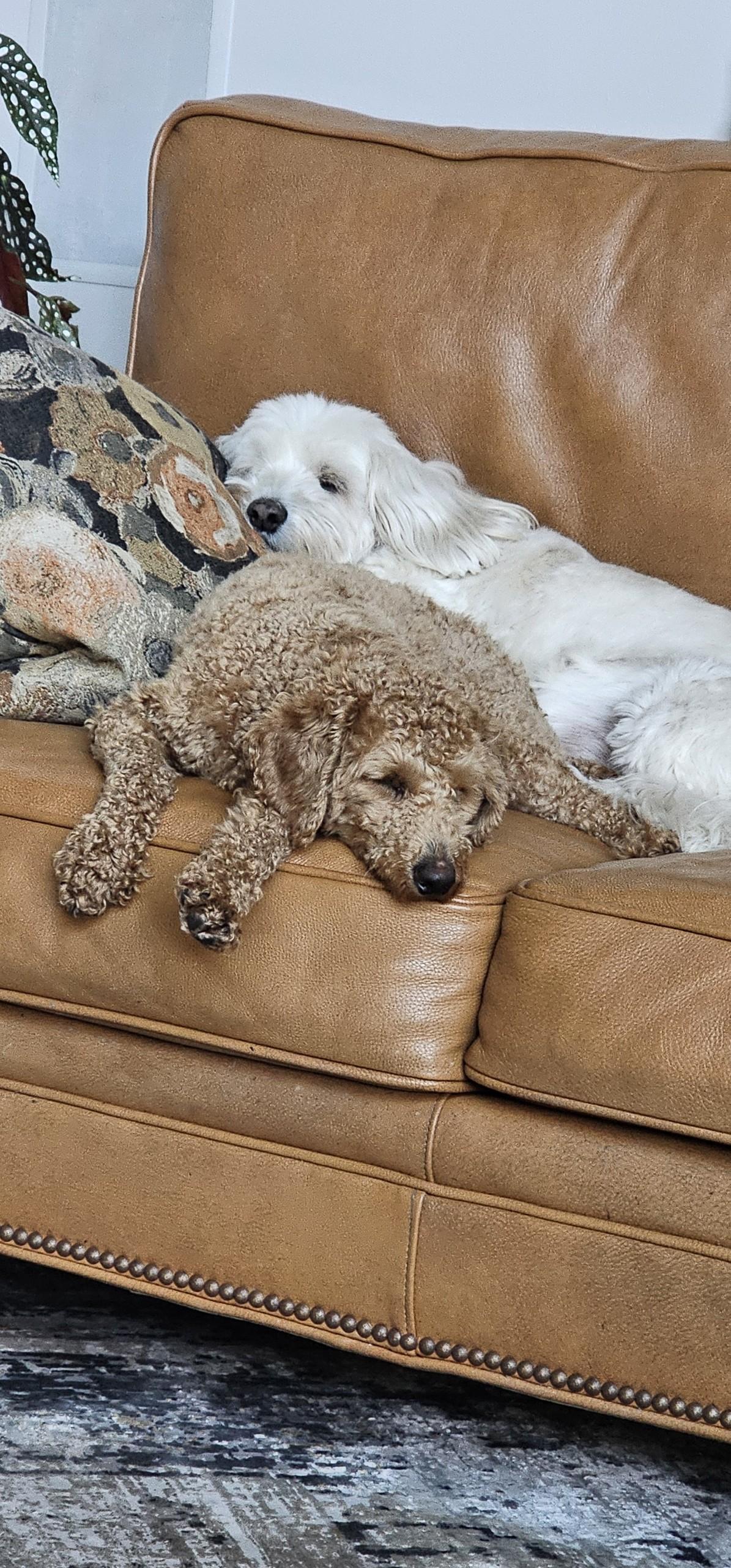 Enlarge Henry, a ADOPTABLE Goldendoodle in Lexington, KY image 2/5