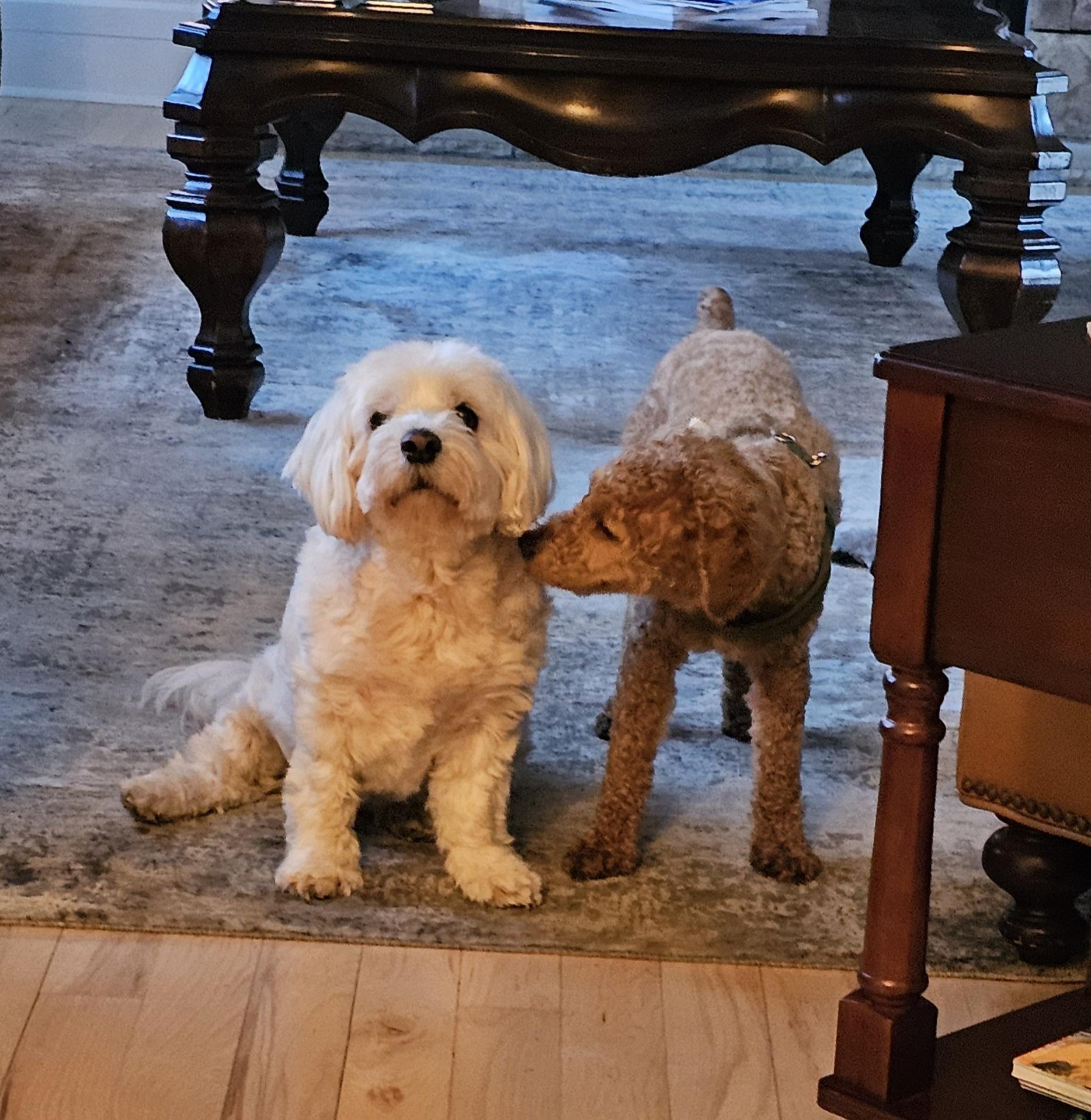 Enlarge Henry, a ADOPTABLE Goldendoodle in Lexington, KY image 5/5