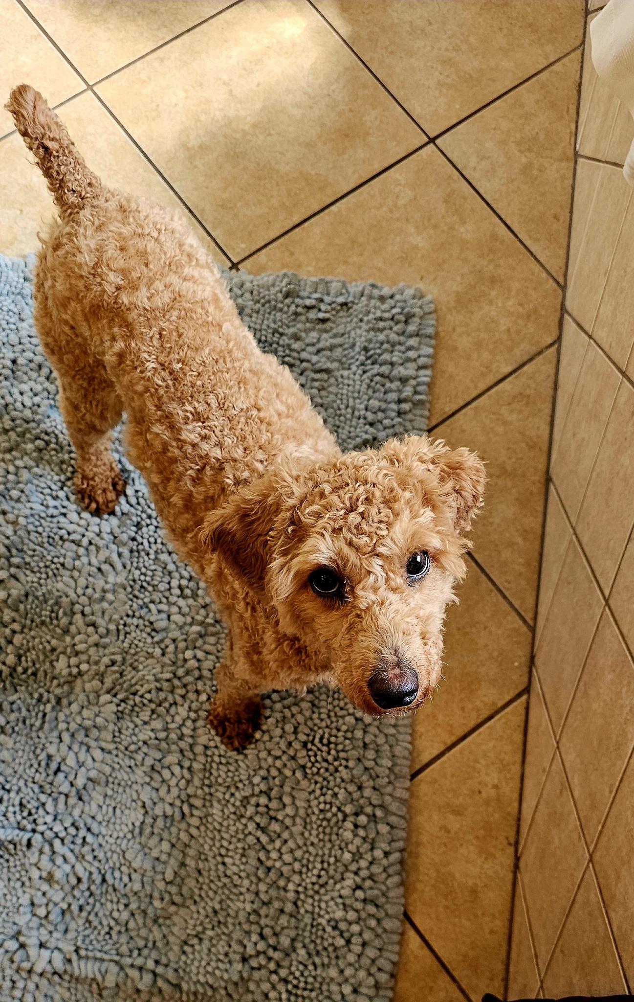 Enlarge Henry, a ADOPTABLE Goldendoodle in Lexington, KY image 4/5