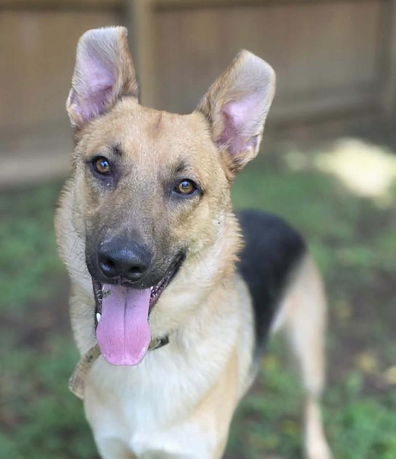 Enlarge Tanner, a Adoptable German Shepherd Dog in West Greenwich, RI image 2/6