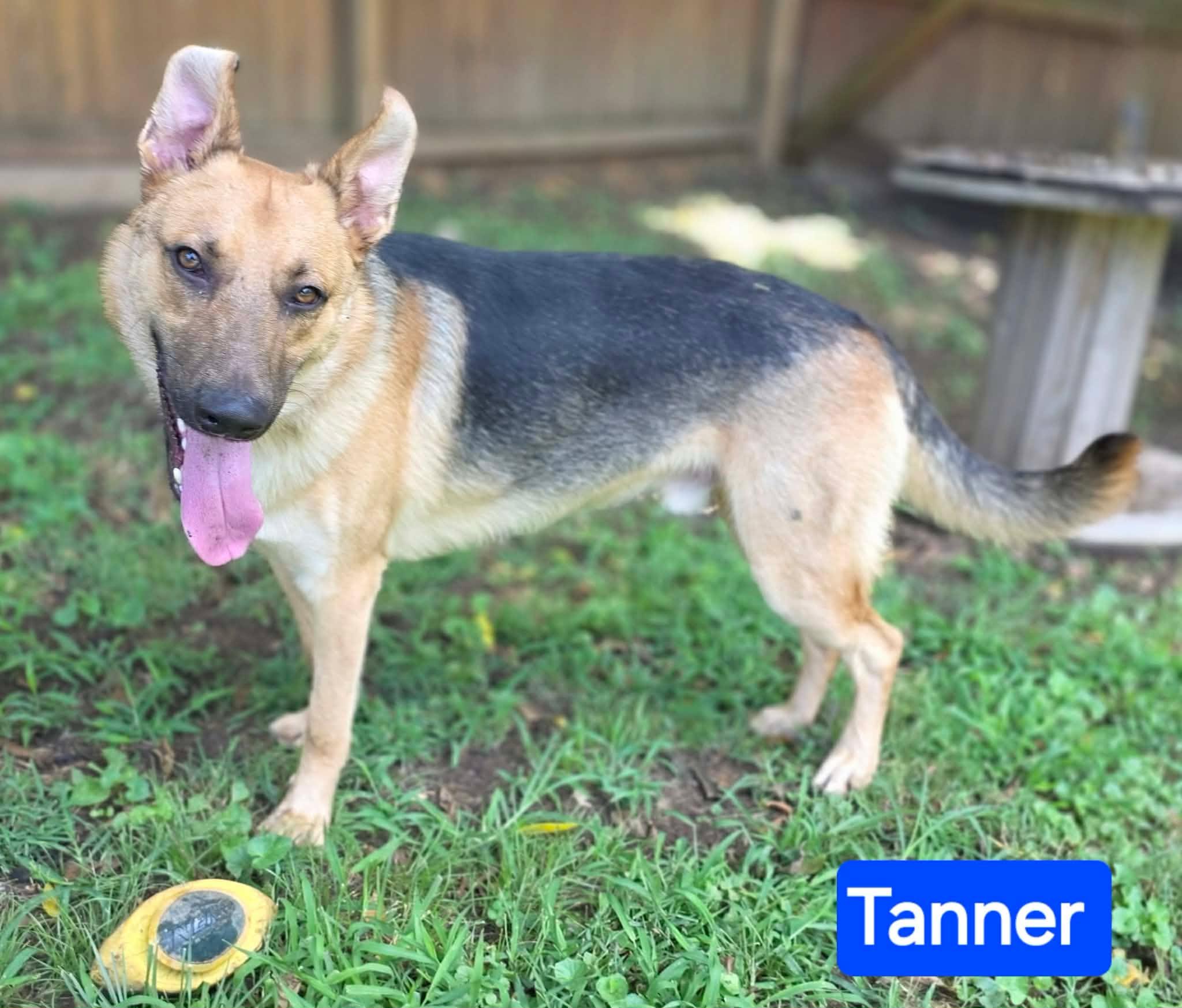 Enlarge Tanner, a Adoptable German Shepherd Dog in West Greenwich, RI image 4/6